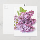 Lilac-Blüten Postkarte (Vorne/Hinten)