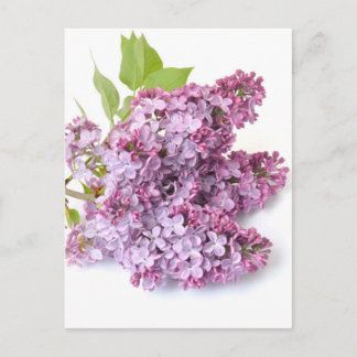 Lilac-Blüten Postkarte