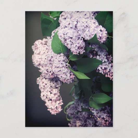 Lilac Bouquet mit Vignette Postkarte (Vorderseite)