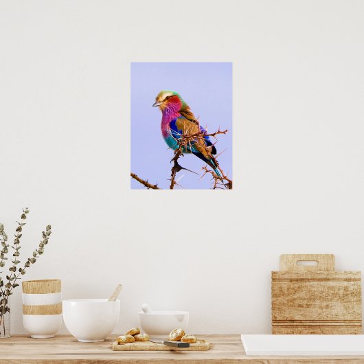 Lilac-Breasted Roller African Bird Poster (Küche)