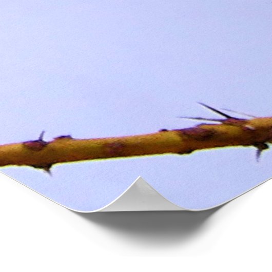 Lilac-Breasted Roller African Bird Poster (Ecke)