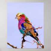Lilac-Breasted Roller African Bird Poster (Vorne)