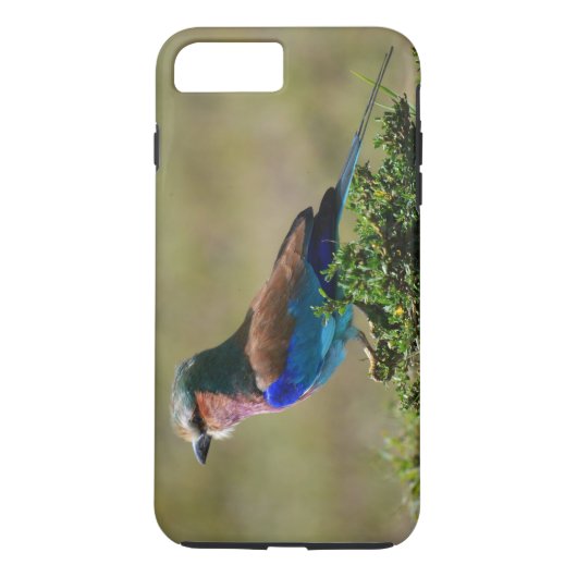 Lilac Breasted Roller Bird iPhone 7 Fall Case-Mate iPhone Hülle (Rückseite)