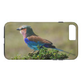 Lilac Breasted Roller Bird iPhone 7 Fall Case-Mate iPhone Hülle (Rückseite (Horizontal))