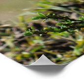 Lilac Breasted Roller Bird Poster (Ecke)