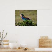Lilac Breasted Roller Bird Poster (Küche)