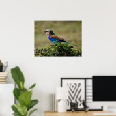 Lilac Breasted Roller Bird Poster (Heimbüro)