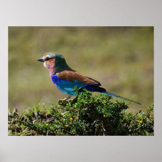 Lilac Breasted Roller Bird Poster (Vorne)