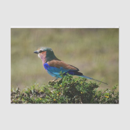 Lilac Breasted Roller Bird Seidenpapier (Vorderseite)