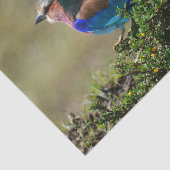 Lilac Breasted Roller Bird Seidenpapier (Ausschnitt)