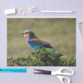 Lilac Breasted Roller Bird Seidenpapier (Handwerk)