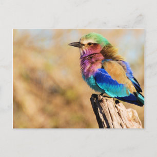 Lilac Breasted Roller Colorful African Bird Feiertagspostkarte