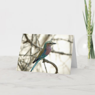 Lilac Breasted Roller Karte