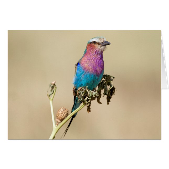 Lilac Brustwalze (Vorderseite (Horizontal))