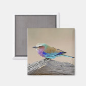 Lilac-Brustwalze (Coracias caudata) Magnet (Vorderseite/Rückseite)