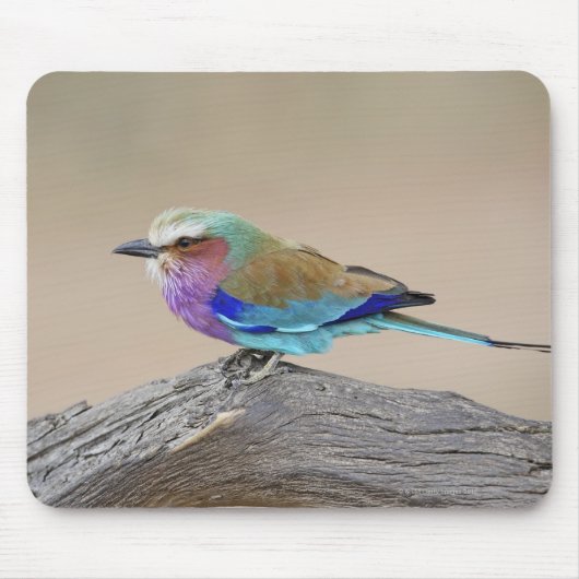 Lilac-Brustwalze (Coracias caudata) Mousepad (Vorne)