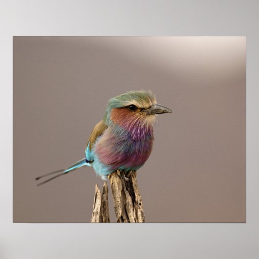 Lilac Brustwalze, Coracias caudata, Samburu Poster (Vorne)