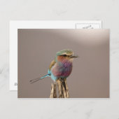 Lilac Brustwalze, Coracias caudata, Samburu Postkarte (Vorne/Hinten)