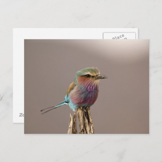 Lilac Brustwalze, Coracias caudata, Samburu Postkarte (Vorne/Hinten)