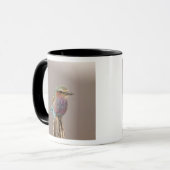 Lilac Brustwalze, Coracias caudata, Samburu Tasse (Vorderseite Links)