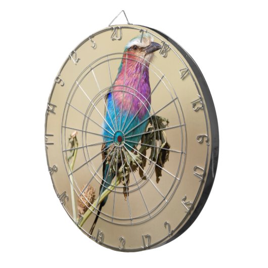 Lilac Brustwalze Dartscheibe (Vorderseite rechts)