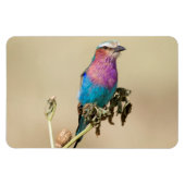 Lilac Brustwalze Magnet (Horizontal)