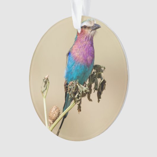 Lilac Brustwalze Ornament (Vorderseite)