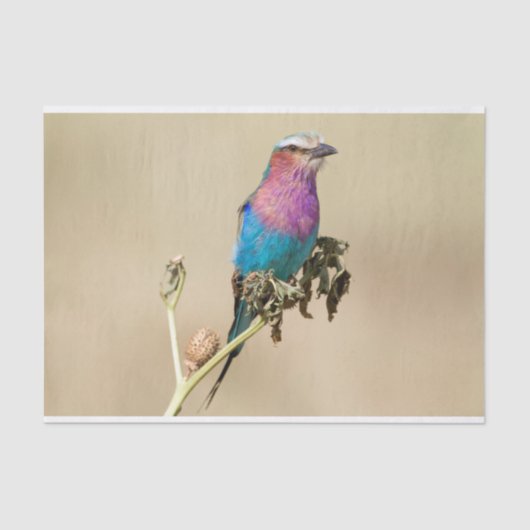 Lilac Brustwalze Seidenpapier (Vorderseite)