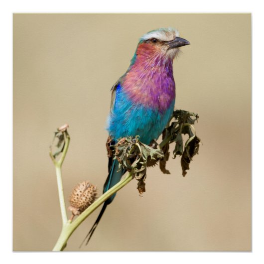 Lilac-Brutwalze Poster (Vorderseite)