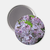 Lilac Bunches Magnet (Vorderseite/Rückseite)