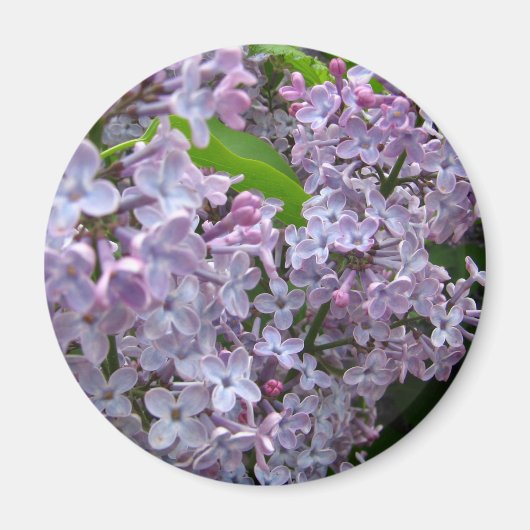 Lilac Bunches Magnet (Vorne)