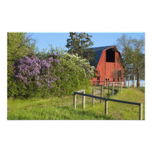 Lilac-Büsche in Blüten und Magiden in den Bäumen Fotodruck