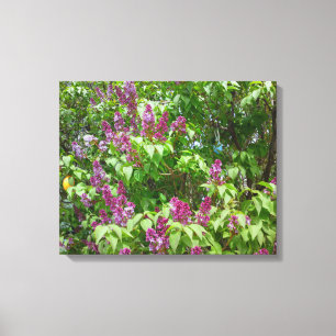 Lilac Bush Leinwanddruck