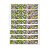 Lilac Bush Schöne Lila Frühlingsblumen (Bogen)