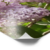 Lilac Bush Schöne Lila Frühlingsblumen Fotodruck (Ecke)
