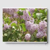 Lilac Bush Schöne Lila Frühlingsblumen Gästebuch (Rückseite)