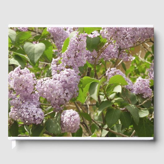 Lilac Bush Schöne Lila Frühlingsblumen Gästebuch (Vorderseite)