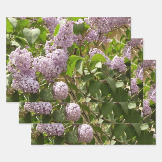 Lilac Bush Schöne Lila Frühlingsblumen Geschenkpapier Set (Set)