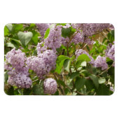 Lilac Bush Schöne Lila Frühlingsblumen Magnet (Horizontal)