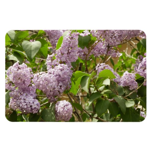 Lilac Bush Schöne Lila Frühlingsblumen Magnet (Horizontal)