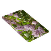 Lilac Bush Schöne Lila Frühlingsblumen Magnet (Rechte Seite)