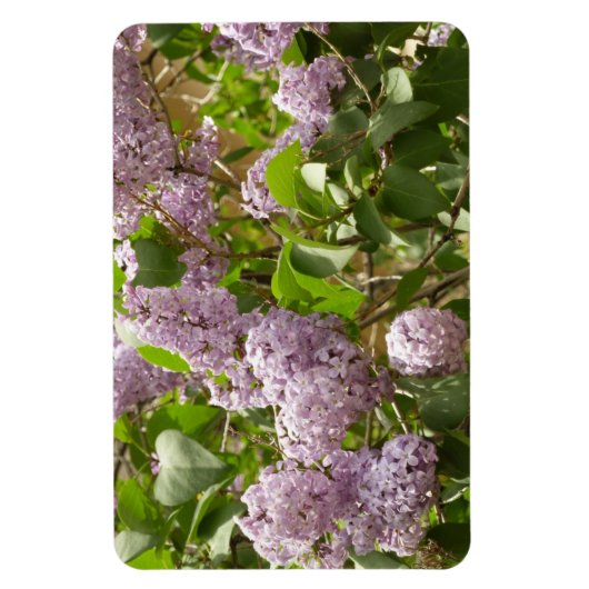 Lilac Bush Schöne Lila Frühlingsblumen Magnet (Vertikal)