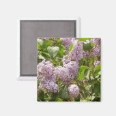Lilac Bush Schöne Lila Frühlingsblumen Magnet (Vorderseite/Rückseite)