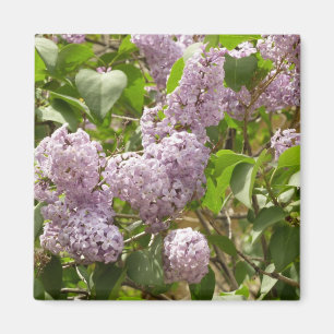 Lilac Bush Schöne Lila Frühlingsblumen Magnet