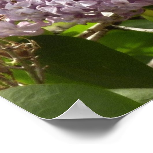 Lilac Bush Schöne Lila Frühlingsblumen Poster (Ecke)