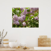 Lilac Bush Schöne Lila Frühlingsblumen Poster (Küche)