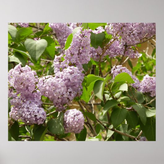Lilac Bush Schöne Lila Frühlingsblumen Poster (Vorne)