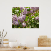 Lilac Bush Schöne Lila Frühlingsblumen Poster (Küche)
