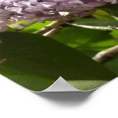 Lilac Bush Schöne Lila Frühlingsblumen Poster (Ecke)