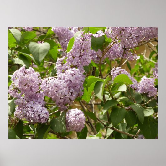 Lilac Bush Schöne Lila Frühlingsblumen Poster (Vorne)